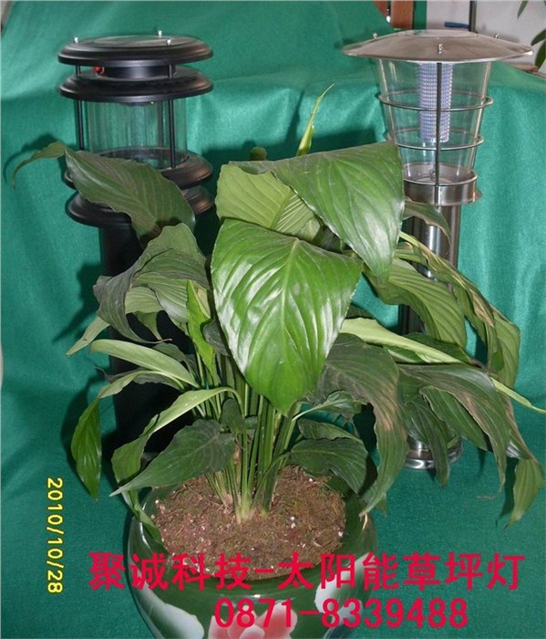  太阳能草坪灯